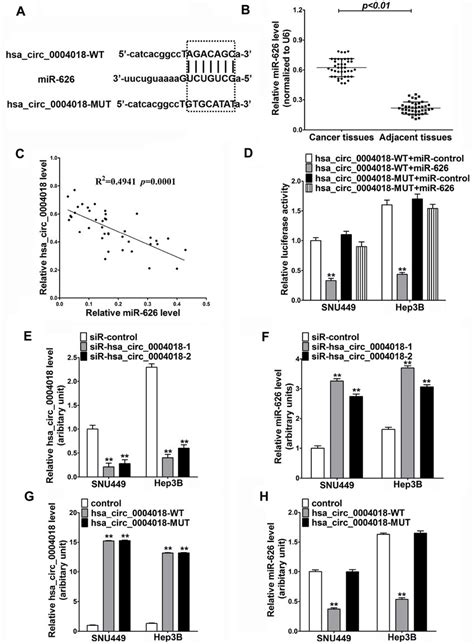 The Interaction Between Hsa Circ And Mir In Hcc Cells A