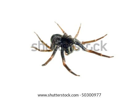 zedulot: spider bites in florida