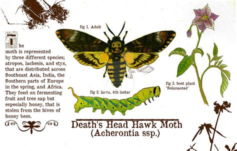 Death's Head Hawk Moth by Cyrenization on DeviantArt