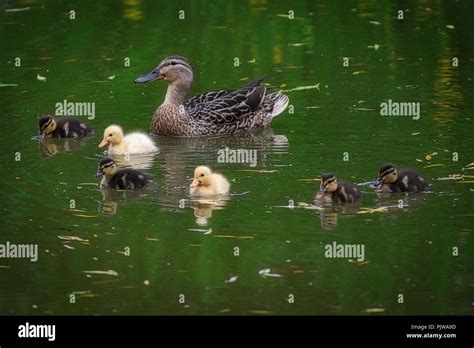 Mother duck and her ducklings Stock Photo - Alamy