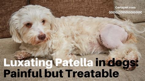 Luxating Patella In Dogs Painful But Treatable