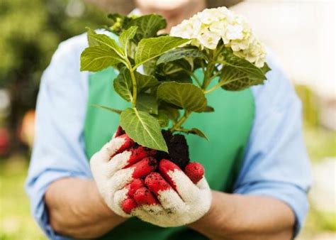 Comment Planter Un Hortensia Guide Complet