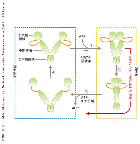 Hsp90の分子シャペロン活性はカゼインキナーゼ2によるスレオニン残基のリン酸化により基質特異的に変化する ライフサイエンス 新着論文レビュー