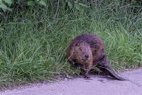 490 Beaver Eating Wood Photos - Free & Royalty-Free Stock Photos from ...