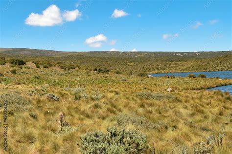 The High Altitude Moorland Of Mount Kenya Mount Kenya Mount Kenya