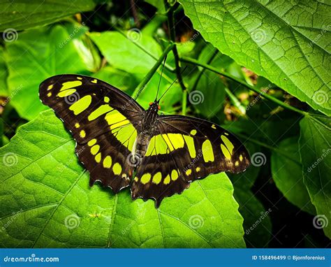 Green Yellow And Black Butterfly On A Green Leaf Philaethria Dido