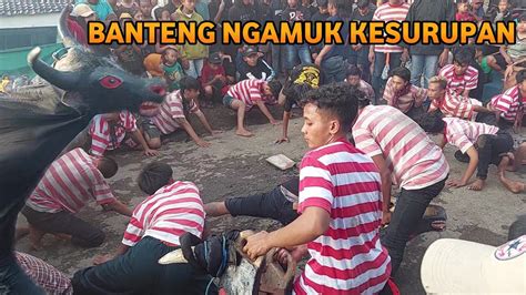 Bantengan Ngamuk Kesurupan Kuda Budaya Live Pacet Mojokerto Youtube