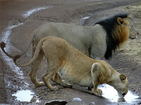 Lion and pregnant lioness drinking 4 Photograph by Exploramum Exploramum - Pixels