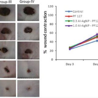 Steps Involved In Wound Healing In Mice A The Image Shows The Effect