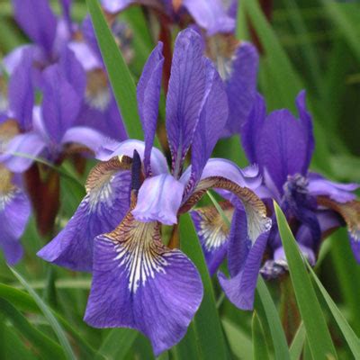 Iris 'Blue King' (sibirica) - Dorset Perennials