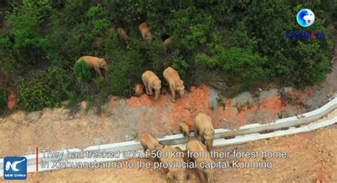 Globalink China’s Migrating Elephant Herd On The Move Again After Reaching Major City Pml Daily