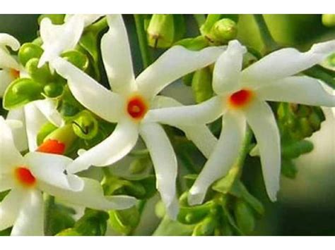 Shiuli Flower Benefits চুল পড়ে মাথায় টাক অকালপক্কতায় জেরবার আপনার