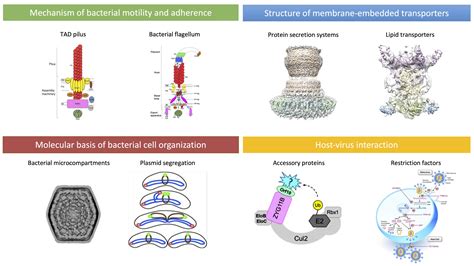 The bacterial cytoskeleton 