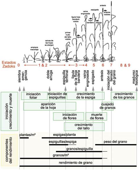 El Trigo Triticum Vida En La Tierra