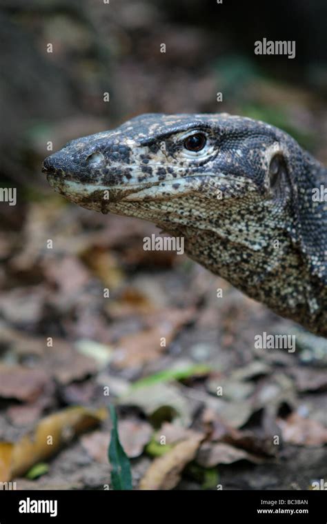 Monitor Lizard Philippines Hi Res Stock Photography And Images Alamy