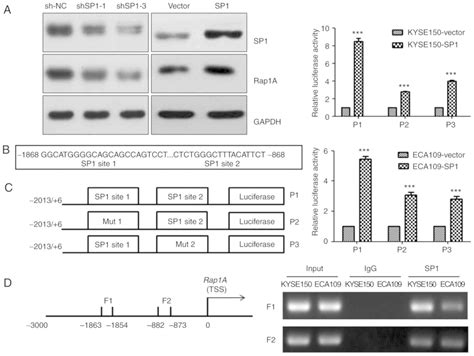 Rap1A promotes esophageal squamous cell carcinoma metastasis through ...