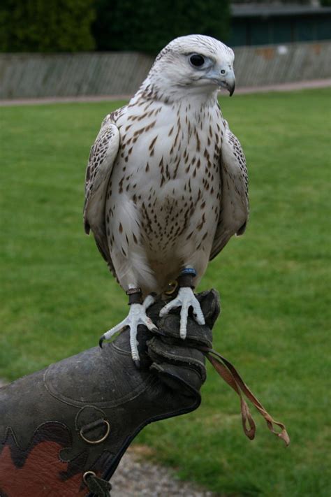 Gyr Saker Falcon Gyr Falcon Falco Rusticolus Saker Fal Flickr