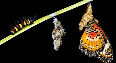 Spiritual Life Coaching Sessions | A Whole Person Approach - Starchaser ...