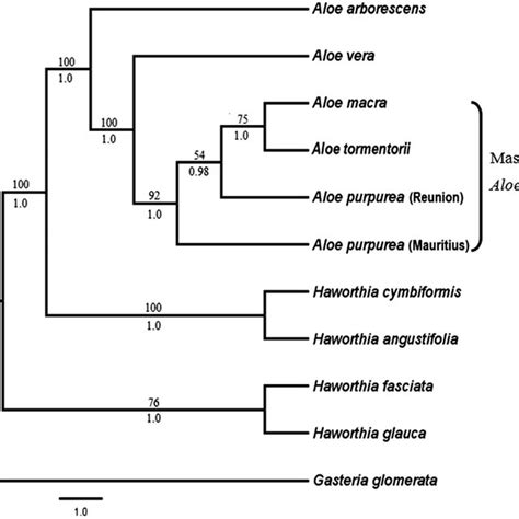 One Of The 68 Most Parsimonious Trees Obtained From The Maximum Download Scientific Diagram