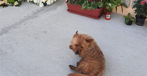 Un chien retrouve la tombe de son maître et parcours chaque jour