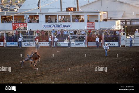 Cowboy Falling Off His Horse During The Saddle Bronc Event At The Chief