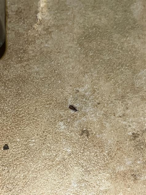 Small brown beetle (?) in NYC kitchen : r/whatisthisbug