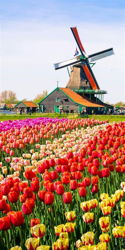 Beautiful tulip fields in Holland. Get inspired to travel in spring! # ...