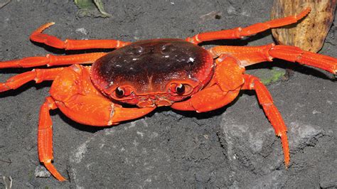 Ringing Up a New Species of Crab - The New York Times