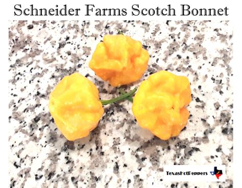 Schneider Farms Scotch Bonnet Texas Hot Peppers