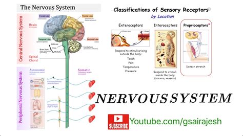 Nervous System Anatomy And Physiology Cnspns Sensory Receptors