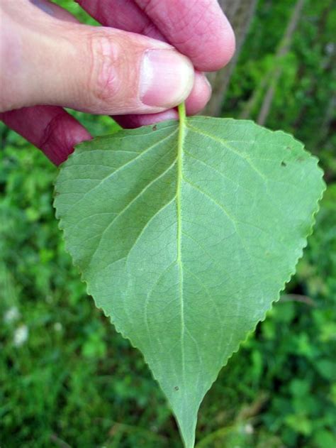 Populus X Canadensis Carolina Poplar Dutch Treeguide At Bomengids