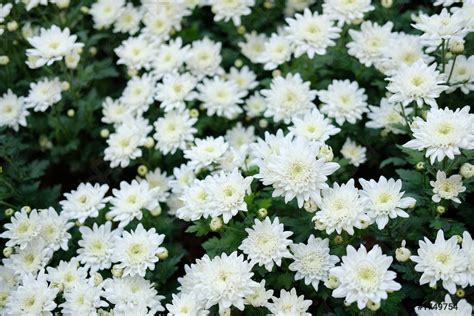 Witte Chrysant Bloem In Tuin Bloeiende Flora Stockfoto 1749754