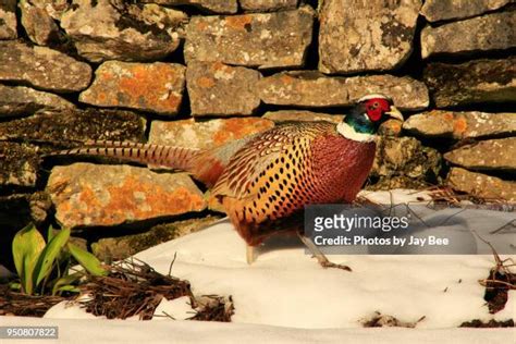 565 Pheasant In Snow Stock Photos High Res Pictures And Images