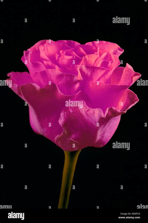 pink rose (black background Stock Photo - Alamy