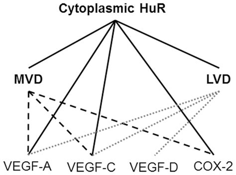 Mvd Microvessel Density Lvd Lymphvessel Density Vegf Vascular