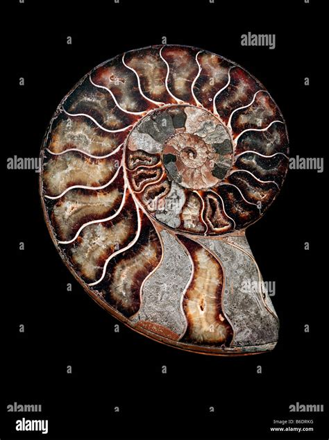 Ammonite Polished Sectioned Ammonite Fossil Ammonites Are Extinct