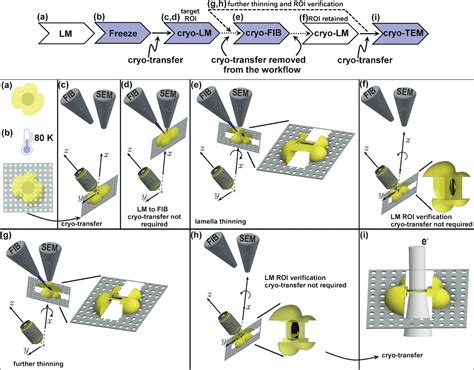 PIE-scope, integrated cryo-correlative light and FIB/SEM microscopy | eLife