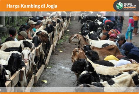 Persaingan Pasar Online Harga Kambing Di Jogja