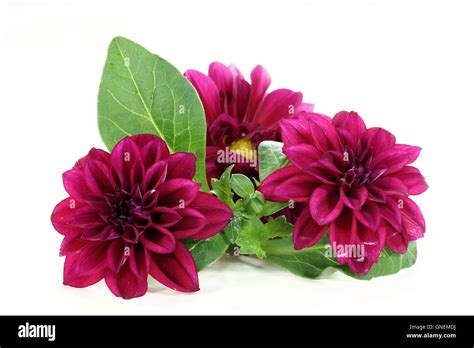 Dahlia Stock Photo Alamy