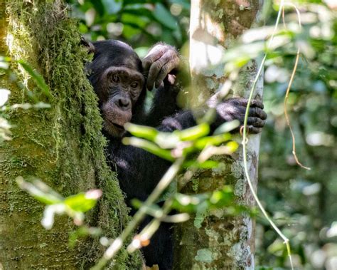 Chimpanzee Trekking In Uganda Uganda Chimpanzee Tours