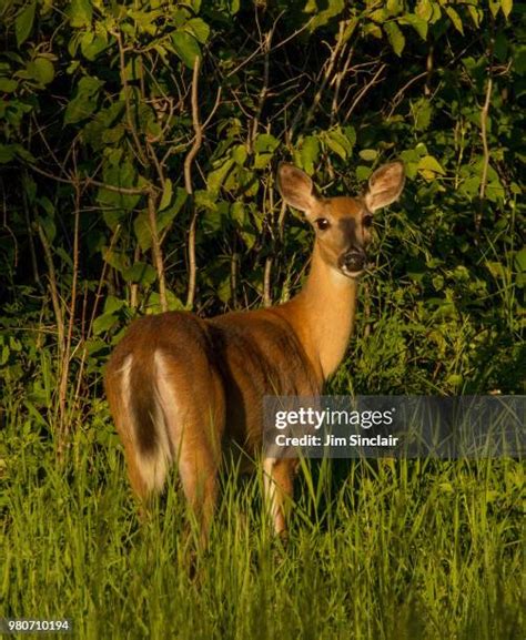 Golden Antler Photos And Premium High Res Pictures Getty Images