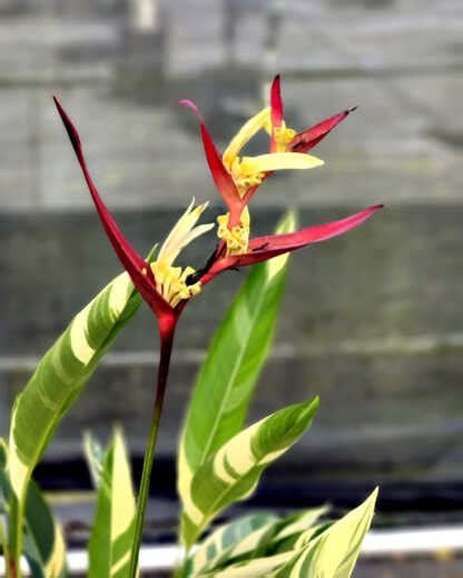 Heliconia Psittacorum Lady Di Variegata PlantVine