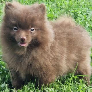 7 månader gammal Pomeranian säljs av Karin från Uppsala Skaffa Hund