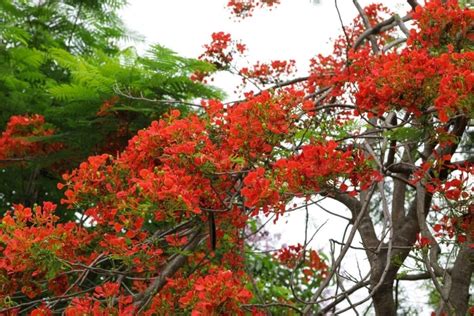 Flamboyant Tree And Flower Meaning And Symbolism Florgeous