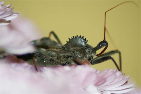 What Do Wheel Bugs Eat A Handy Guide To Their Diet Whats That Bug