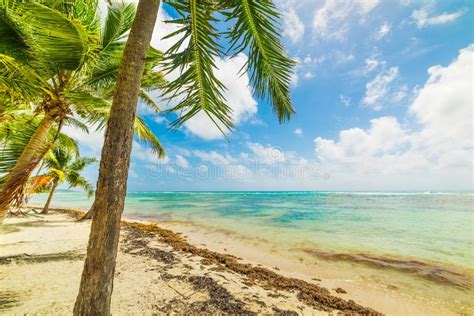 Plage De Bois Jolan En Guadeloupe Image Stock Image Du Guadeloupe