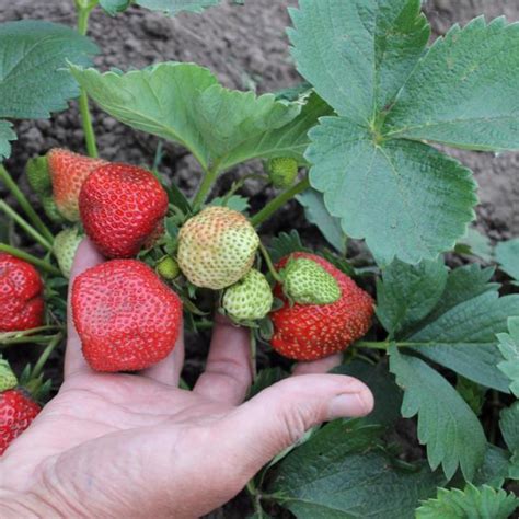 Купить саженцы Клубника Королева Елизавета 2 в Москве по цене 95 р. с ...