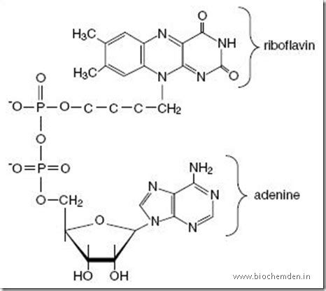 Bio Gallery: Flavin Adenosine Dinucleotide (FAD) Structure