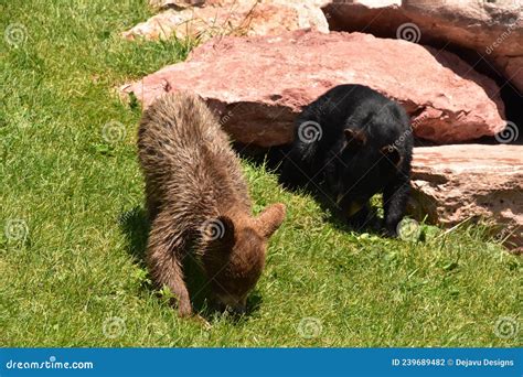 Cute Brown And Black Bear Cubs Playing In The Summer Stock Photo