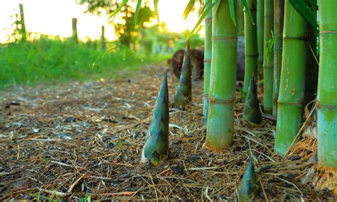 Germogli Di Bambù Origini Diffusione E Valori Nutrizionali